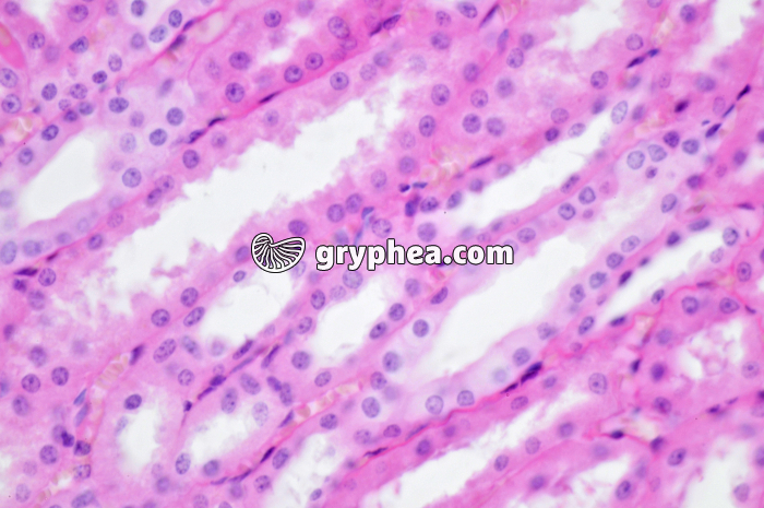 Tubules Rein Singe x160 - gryphea.com